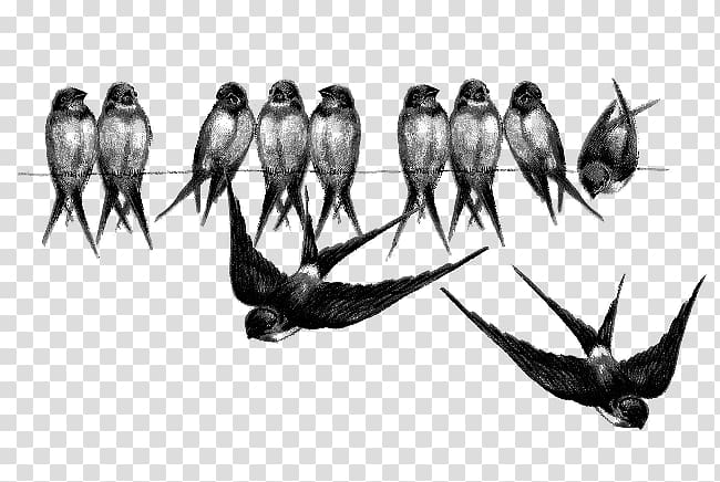 Barn swallow Bird Crows , Bird transparent background PNG clipart