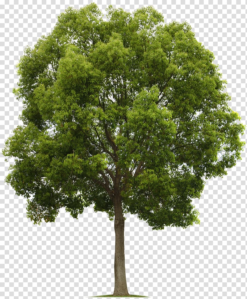 Populus nigra Tree Deciduous , tree transparent background PNG clipart
