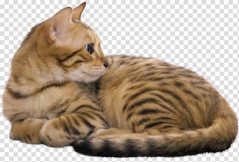 Bengal cat Egyptian Mau Havana Brown Kitten Cat Food, kitten transparent background PNG clipart