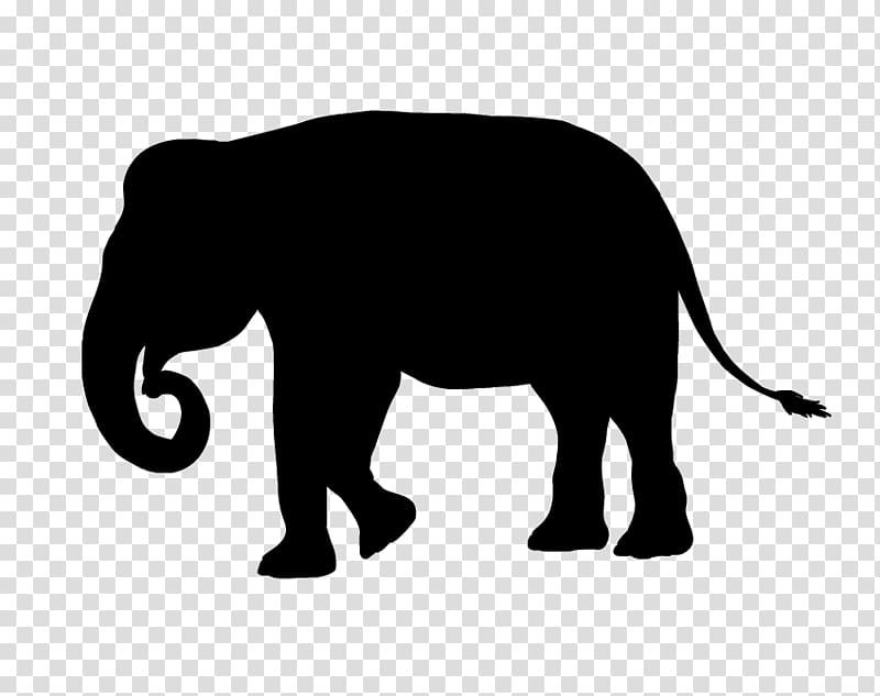 Indian elephant African elephant Cat Wildlife Terrestrial animal, Cat transparent background PNG clipart