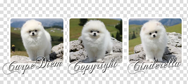 Pomeranian Samoyed dog Dog breed Companion dog Non-sporting group, pomeranian boo transparent background PNG clipart