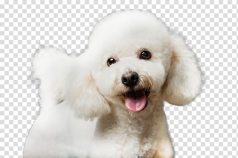 Maltese dog Bichon Frise Miniature Poodle Bolognese dog Havanese dog, Reveal the tongue transparent background PNG clipart