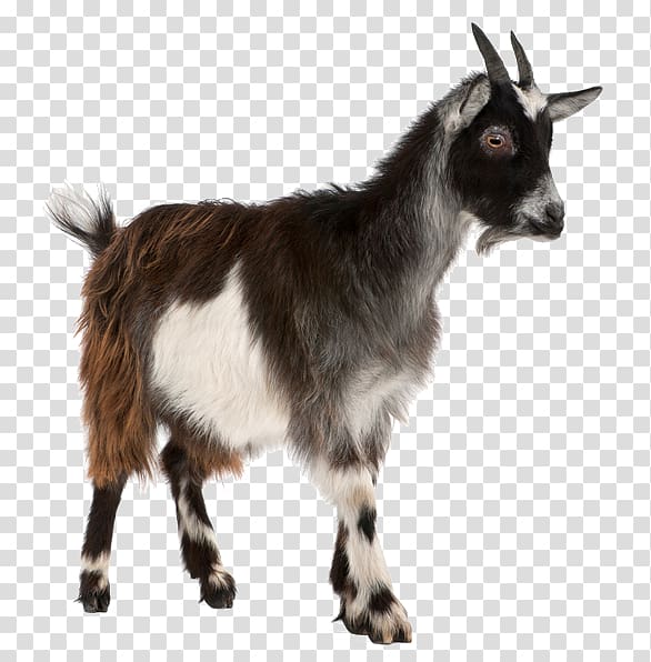 Free download | Toggenburg goat Pygmy goat Sheep Live, sheep ...