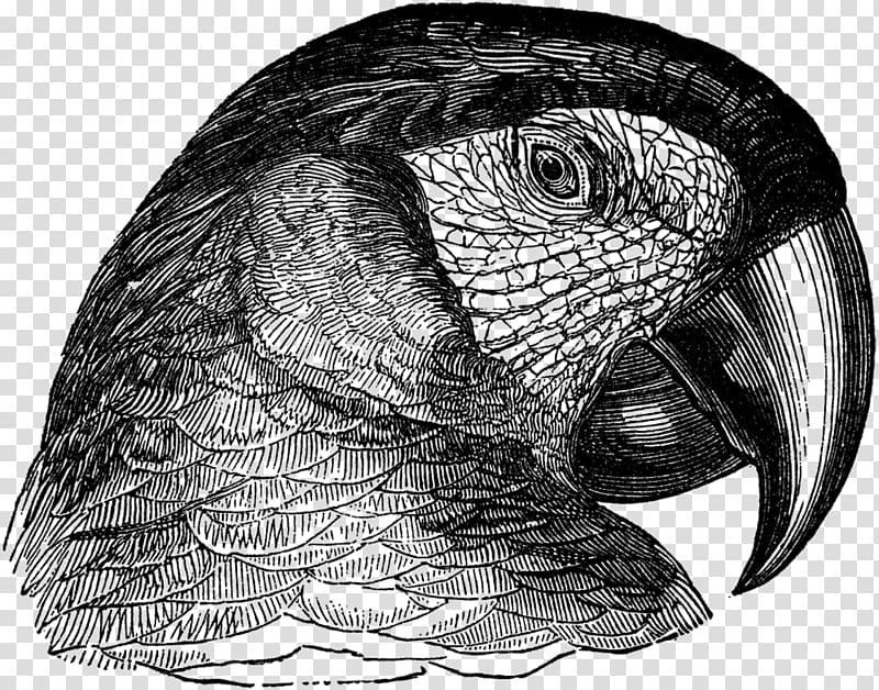 Owl Parrot Beak Drawing /m/02csf, owl transparent background PNG clipart