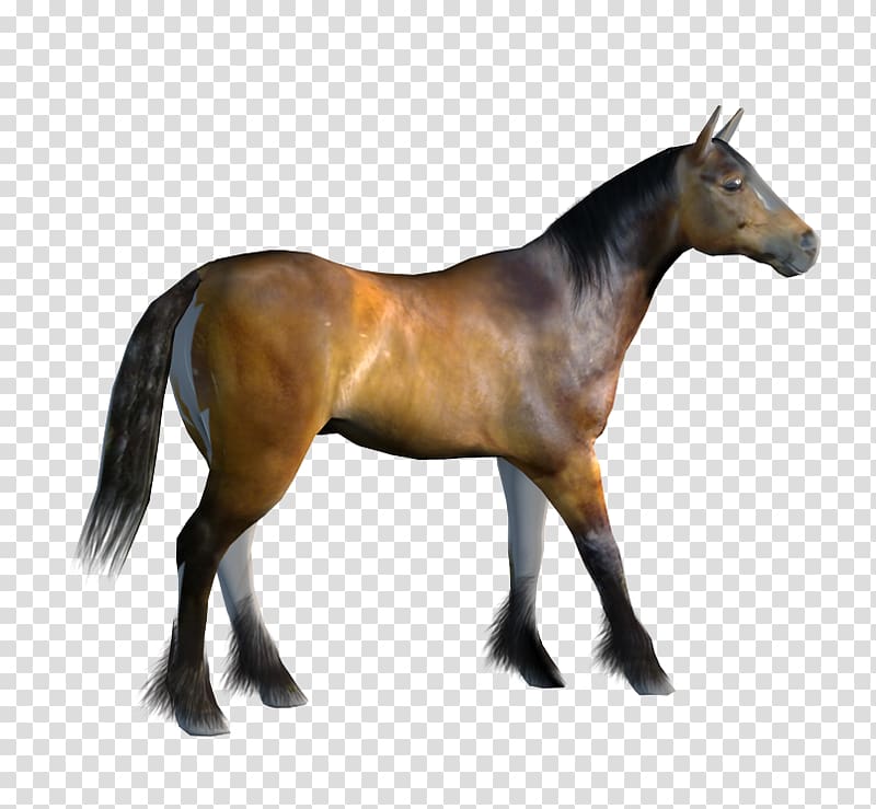 Mustang Pony Animation , Of Animated Horses transparent background PNG clipart