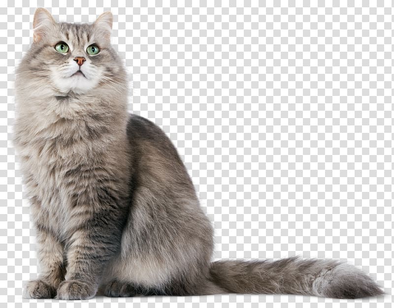 Siberian cat Kitten Dog, Cat HD transparent background PNG clipart