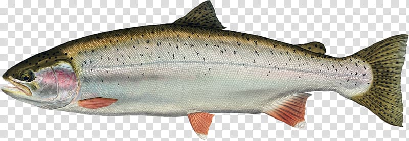 Freshwater fish Rainbow trout Animal, fish transparent background PNG clipart