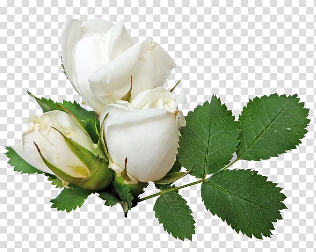 White roses transparent background PNG clipart