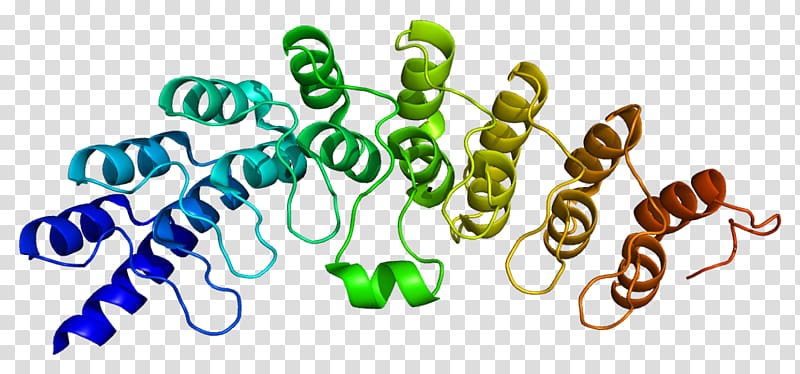 Ribonuclease L Enzyme 2\'-5\'-oligoadenylate synthase Interferon, cleaves transparent background PNG clipart