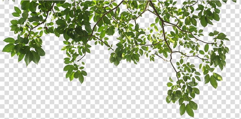 Branch Tree Leaf Скинали, tree transparent background PNG clipart