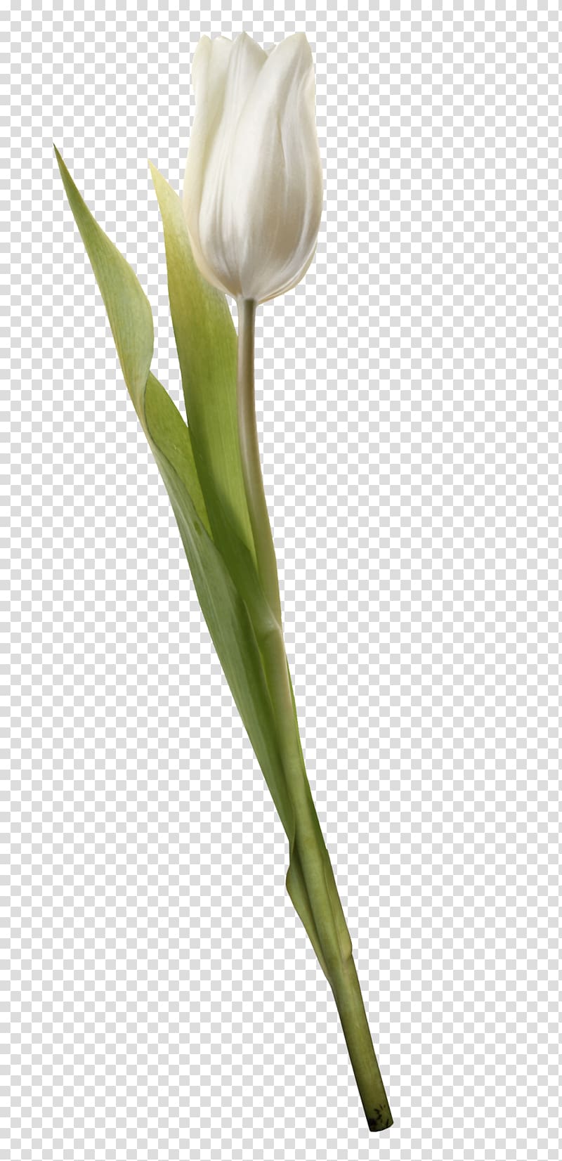 Cut flowers Tulip Plant Liliaceae, tulip transparent background PNG clipart