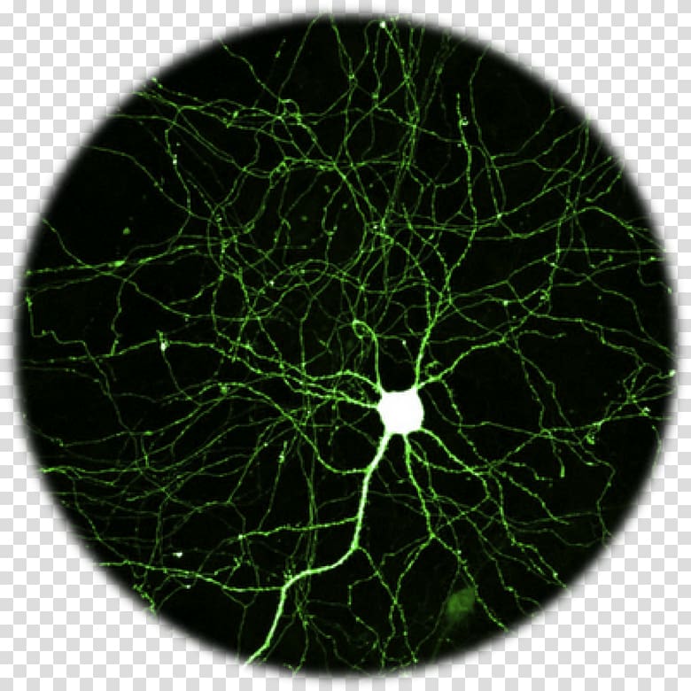 Neuron Nervous system Nerve Brain Human body, Brain transparent background PNG clipart