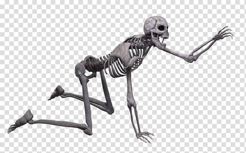 Human skeleton Skull Poser, Skeleton transparent background PNG clipart