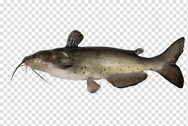 Channel catfish , HD sea fish transparent background PNG clipart