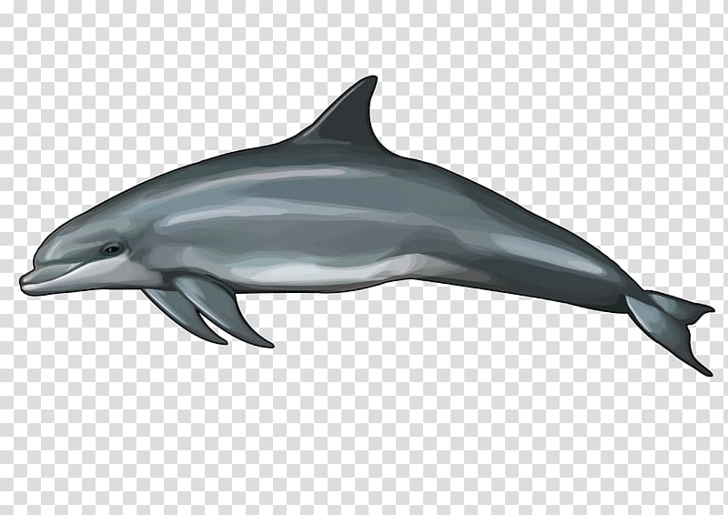 Common bottlenose dolphin Oceanic dolphin Cetacea Balaenidae, dolphin transparent background PNG clipart