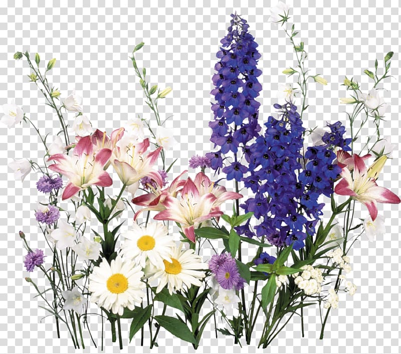 Flower of the Fields, chamomile transparent background PNG clipart