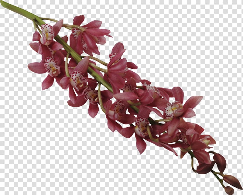 Phytotherapy Orchids Plant Acupuncture, orchids transparent background PNG clipart
