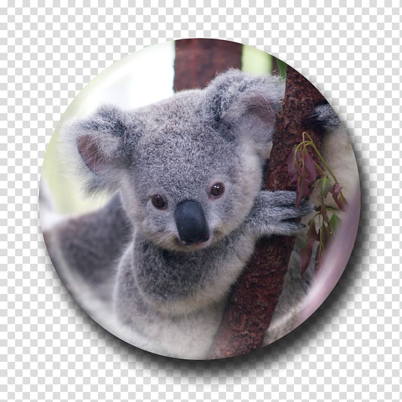 Koala Bear Viverridae Wombat Marsupial, koala transparent background PNG clipart