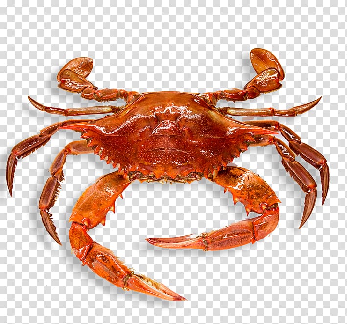 Crab transparent background PNG clipart