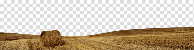 Wood stain Varnish Angle, Wheat field transparent background PNG clipart