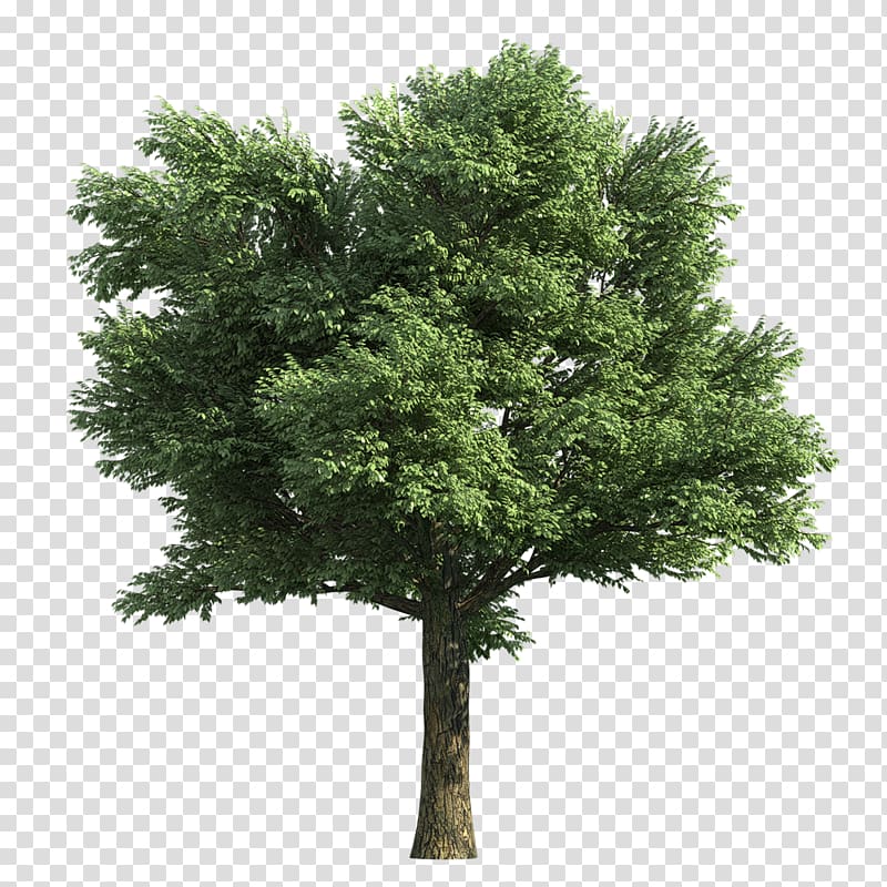 Rendering Tree Norway maple, tree transparent background PNG clipart