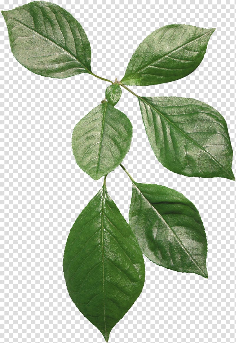 Leaf Plant stem Blog House Voting, coffee beans transparent background PNG clipart