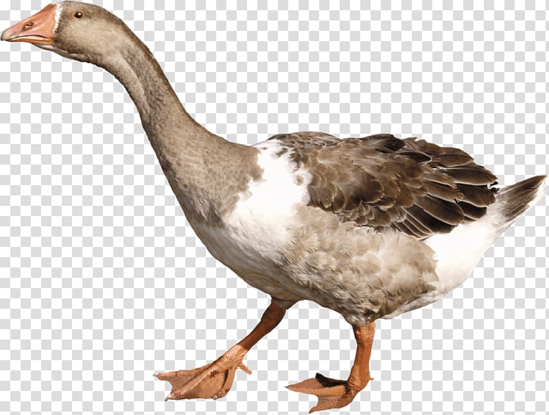 gray and black goose, Grey Duck transparent background PNG clipart