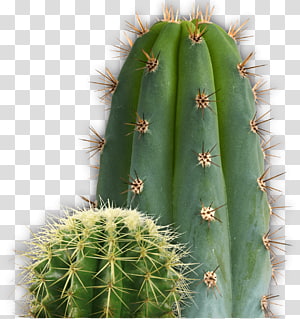 Green Cactus Illustration 16589184 PNG