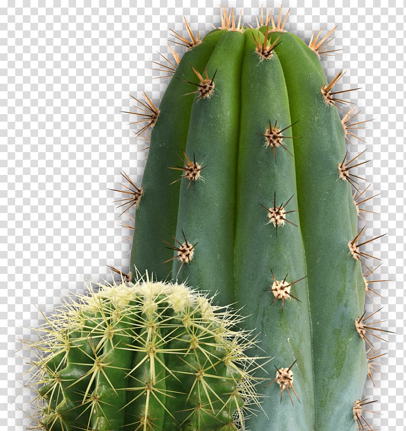 green cactus plant, Small and Large Cactus transparent background PNG clipart