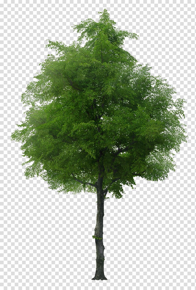 English oak Tree Norway maple , arboles transparent background PNG clipart