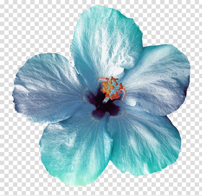 Flower , acuarela transparent background PNG clipart