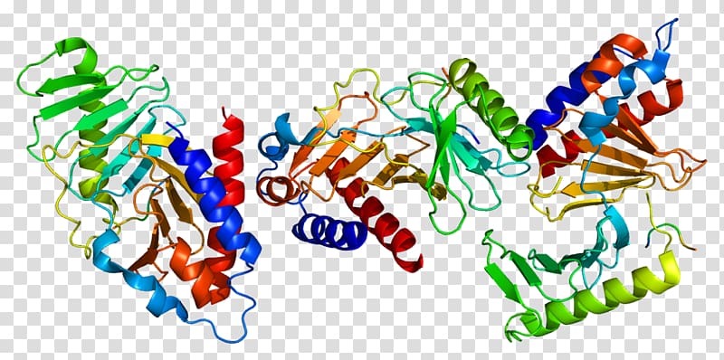 PLK1 Polo-like kinase Volasertib Protein, Atm Serinethreonine Kinase transparent background PNG clipart