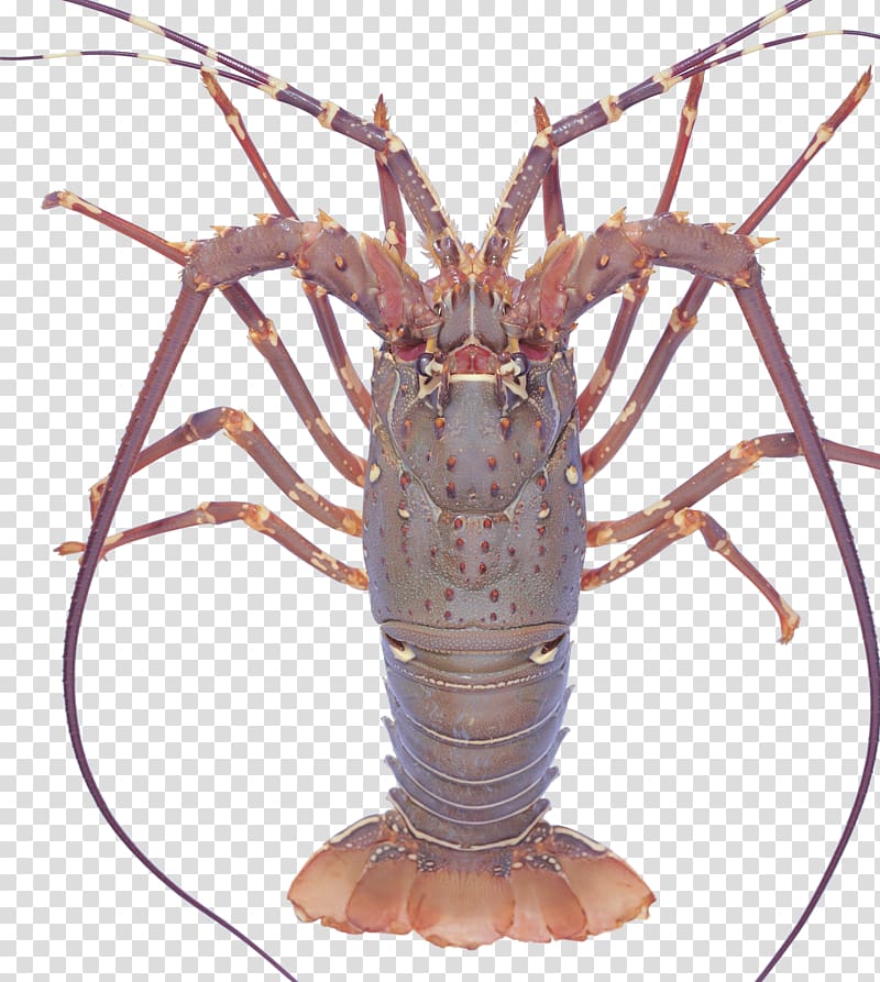 Seafood Lobster Crayfish as food Crab Palinurus elephas, lobster transparent background PNG clipart