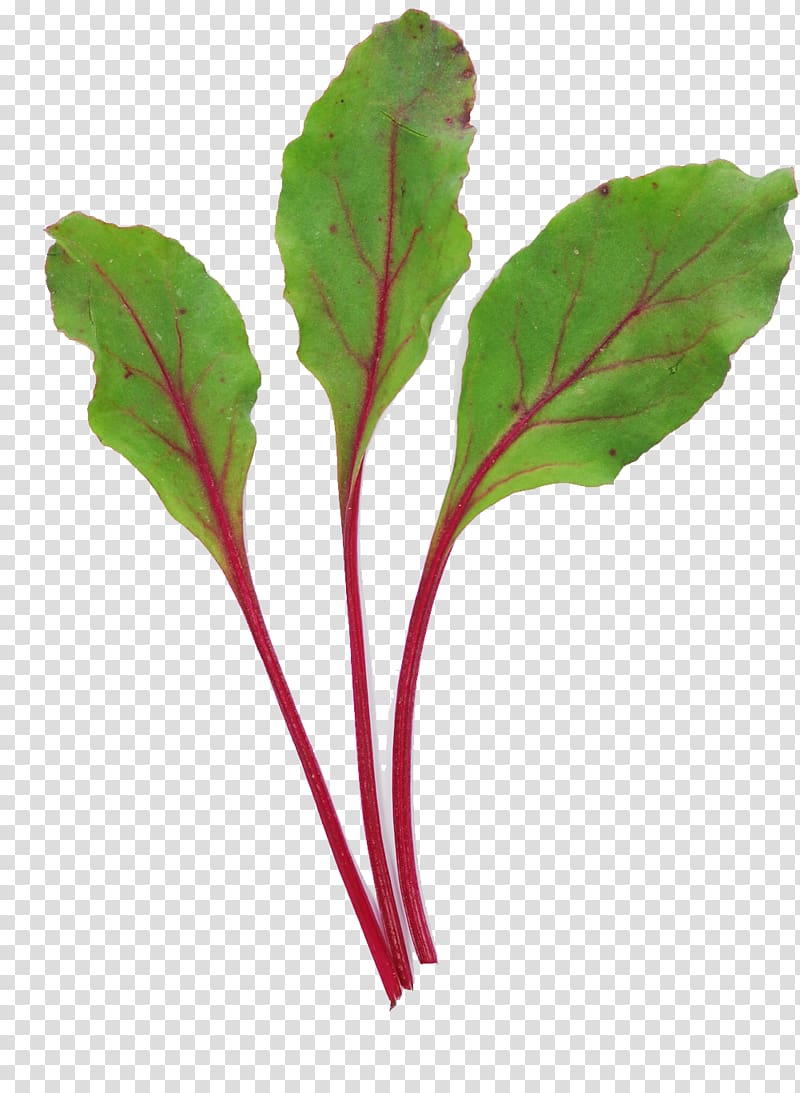 Chard Leaf vegetable Common beet Salad, Leaf transparent background PNG clipart