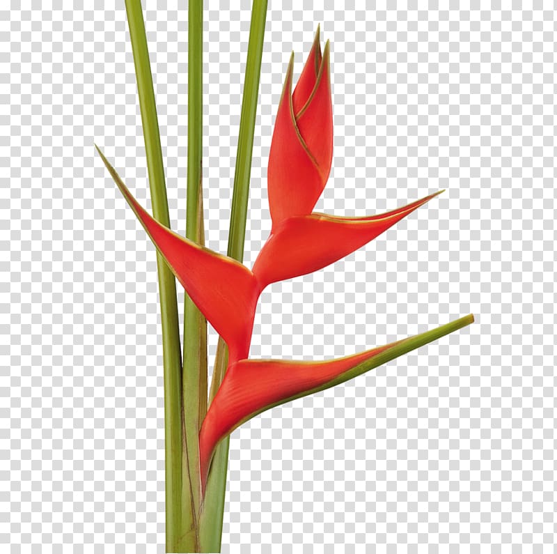 Cut flowers Heliconia bihai Plant Heliconia stricta, ace transparent background PNG clipart