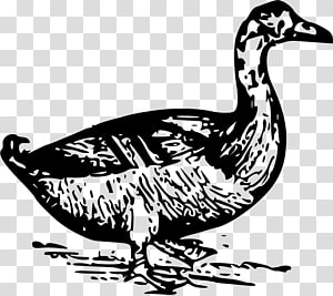 Duck , duck transparent background PNG clipart thumbnail