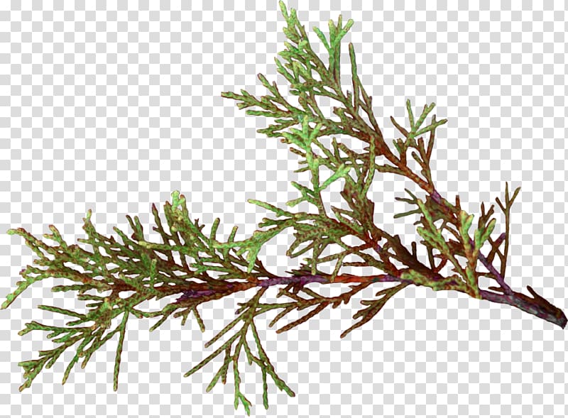 Twig False cypress Pine Plant stem Herb, hoja transparent background PNG clipart