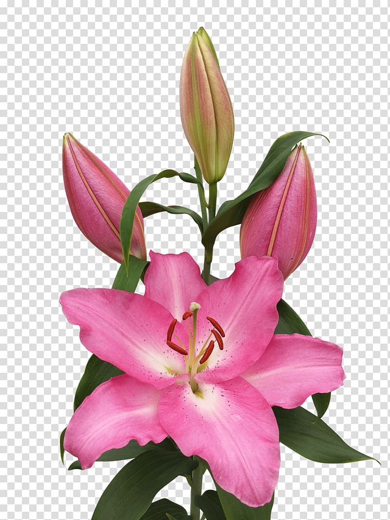 Floristry Pink M Cut flowers Petal Daylily, Royal Van Zanten transparent background PNG clipart
