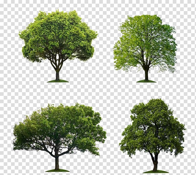 a group of trees transparent background PNG clipart