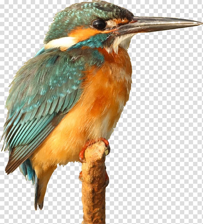 Bird Kingfisher , large birds transparent background PNG clipart