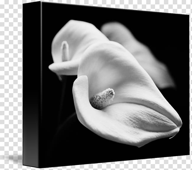 Still life White , calla lilly transparent background PNG clipart