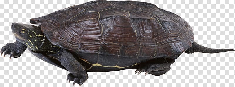 Common snapping turtle Box turtle Tortoise Sea turtle, Turtle transparent background PNG clipart