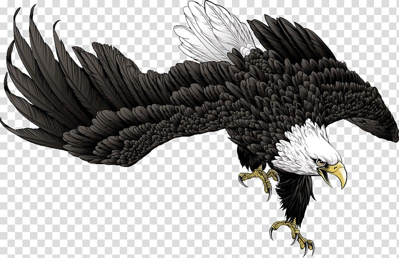 Cartoon Hawk, eagle transparent background PNG clipart