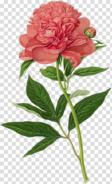 pink flower, Botanical illustration Peony Drawing Botany, peony transparent background PNG clipart