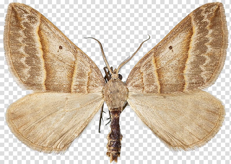 Silkworm Brown house moth Brush-footed butterflies Gossamer-winged butterflies Butterfly, others transparent background PNG clipart