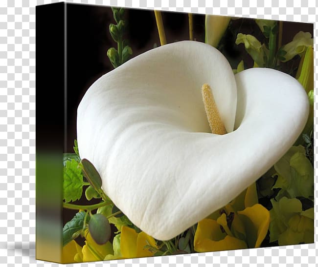 Calas Gallery wrap Canvas Art Printing, Calla transparent background PNG clipart