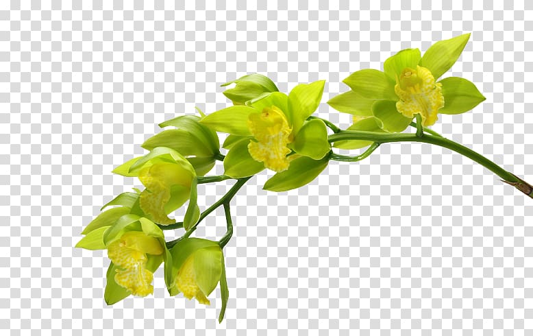 Moth orchids Green Flower, Green Flowers transparent background PNG clipart