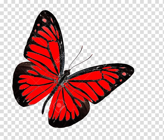 black and red butterfly illustration, Monarch butterfly Insect Red Nymphalidae, red butterfly transparent background PNG clipart