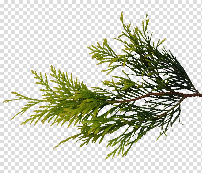 How to improve these pine branches? - Materials and Textures