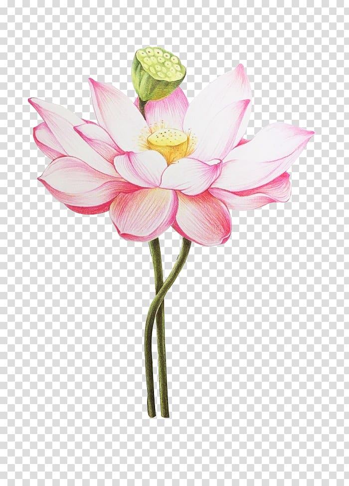 pink lotus flower art, Colored pencil Nelumbo nucifera Drawing painting, Meticulous lotus transparent background PNG clipart